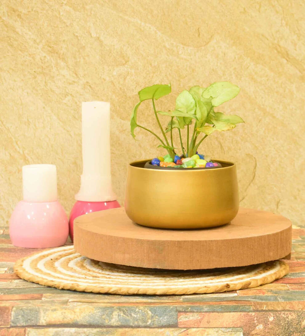 What The Fry Deals: Upto 79% discount - Golden Deskpot, Cushion Inserts, Insulated Tiffin Bag & more