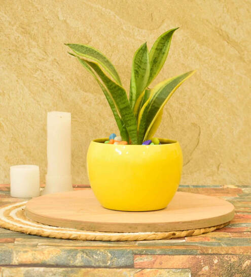 pepperfry: What The Fry Deals Upto 81% off Motion sensor lights, Desk pot, sipper bottle & more 