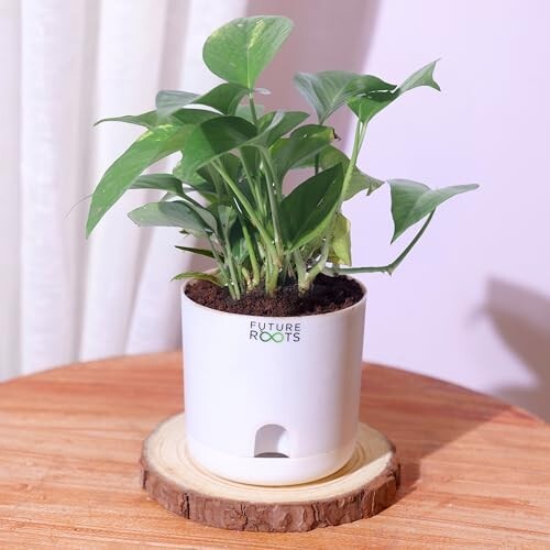 Future Roots Good Luck Golden Money Plant with Self Watering Pot