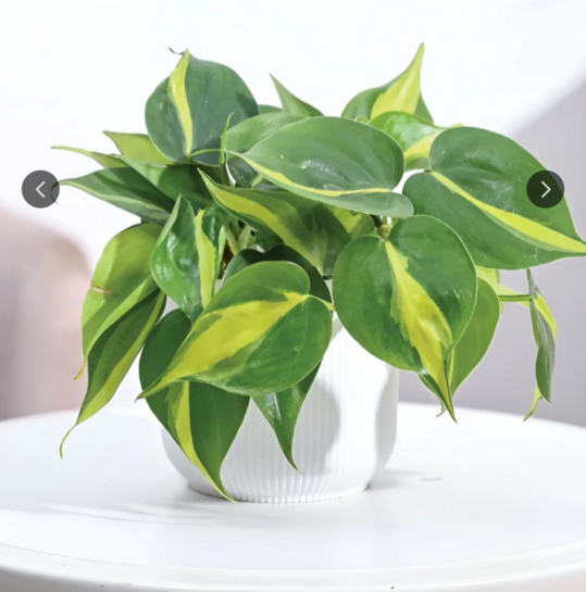 UGAOO Green & White Philodendron Brasil Plant With Ibiza Pot @99 + 30% Discount with Coupon 