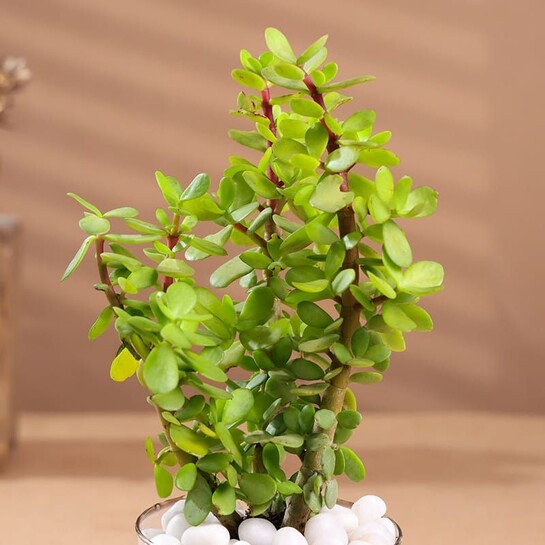 Profuse Jade Terrarium