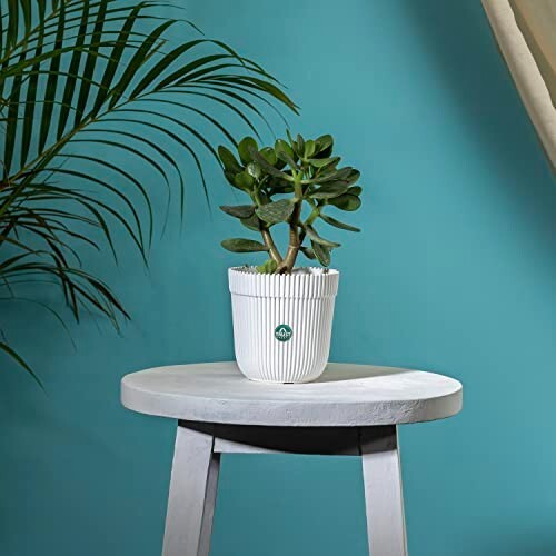 MOQ -3 | TrustBasket Rim Pot 5 inch Table Top Planter Pot (White) | Heavy Duty Plastic Indoor and Outdoor Planter for Home Decor.