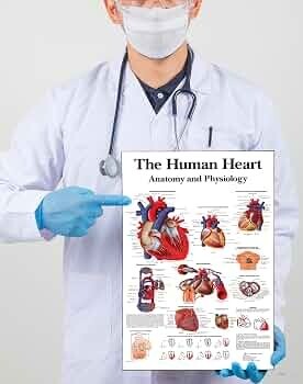Tamatina Wall Posters | Educational Posters | Biology | Anatomy | Hospitals | Study | School | College | Laminated | Tearproof |Size-45X30 cms.a4790