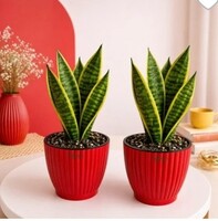 100% Supercoins Back on Upvan Indoor Plants (Account Specific)