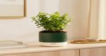KYARI Jade Plant in Self Watering Green Mylo Pot on Instamart