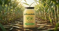 Instamart Pluckk Cold Pressed Juices up to 91% off