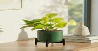 Plants from ₹29