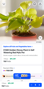 KYARI Golden Money Plant in Self Watering Red Mylo Pot
