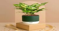Kyari Snow White Plant with Self-Watering Green Mylo Pot