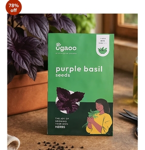 UGAOO Purple Basil Herb Seeds (Purple, Pack of 1000)